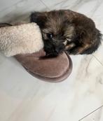 Puppy's kruising tussen een jack russel en shih tzu, Dieren en Toebehoren, Honden | Jack Russells en Terriërs, Jack Russell Terriër