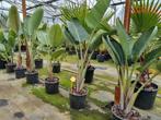 Strelitzia nicolai, Tuin en Terras, Ophalen of Verzenden, Volle zon