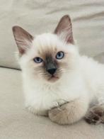 Mooie Ragdoll kittens met stamboom, Dieren en Toebehoren, Meerdere dieren
