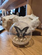 Prachtige vlinder in stolp, U, G, Ophalen of Verzenden, Zo goed als nieuw