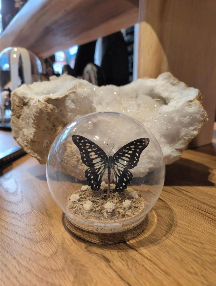 Prachtige vlinder in stolp, Huis en Inrichting, Woonaccessoires | Stolpen, Zo goed als nieuw, Ophalen of Verzenden