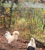 Prachtig grappig padua kuifhoen krulhaantje!, Dieren en Toebehoren, Pluimvee, Mannelijk, Kip