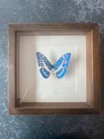 Lijst met Morpho Cypris, Ophalen of Verzenden, Nieuw, Hout, Minder dan 50 cm