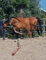 hengstveulen van Stargos VDL x Apardi elite, Dieren en Toebehoren, Hengst, Springpaard, 0 tot 2 jaar