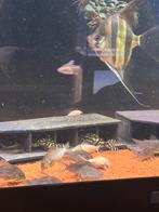 Corydoras sterbei, Dieren en Toebehoren, Vis
