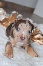 American Bully pups, België, Rabiës (hondsdolheid), Overige rassen, 8 tot 15 weken