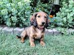 Teckel langharige dwergteckel pups, Dieren en Toebehoren, Honden | Teckels en Dashonden, CDV (hondenziekte), 8 tot 15 weken, Teef