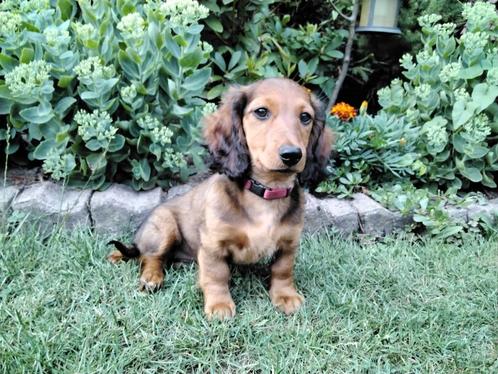 Teckel langharige dwergteckel pups, Dieren en Toebehoren, Honden | Teckels en Dashonden, Teef, Langhaar, Dwerg, Particulier, Meerdere