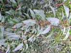 Portugese laurier ‘Angustifolia’ – 130 stuks – 100 cm Sterke, Ophalen of Verzenden, Laurier, Haag, 100 tot 250 cm