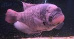 Giant Gourami Osphronemus goramy ca 40 cm / Koidreams, Vis, Zoetwatervis