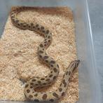 0.1 Heterodon nasicus anaconda het albino nk.21, Dieren en Toebehoren, Reptielen en Amfibieën, Slang, 3 tot 6 jaar