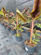 Musa Zebrina - bananenplant - bananenboom, Tuin en Terras, Overige soorten, Minder dan 100 cm, Zomer, Ophalen