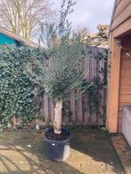 Mooie Olijfboom van 220 cm - Winterhard!, Tuin en Terras, Planten | Bomen, Bloeit niet, 100 tot 250 cm, Olijfboom, Ophalen