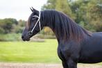 3 jarige friese ruin, Dieren en Toebehoren, Paarden, Ruin, Recreatiepaard, 3 tot 6 jaar