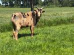 Maanvlek bok tekoop, Dieren en Toebehoren, Schapen, Geiten en Varkens, Mannelijk, Geit, 0 tot 2 jaar