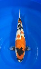 Showa met certificaat, Dieren en Toebehoren, Vissen | Vijvervissen, Karper of Koi