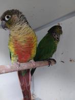 Beetje tamme koppel Pyrrhura opaline groen., Dieren en Toebehoren, Vogels | Parkieten en Papegaaien, Meerdere dieren, Papegaai
