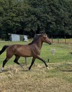 Lieve 3 jarige C pony ruin, Ruin, 3 tot 6 jaar, C pony (1.27m tot 1.37m), Onbeleerd