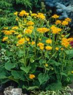Vaste plant, koeienoog, Ophalen, Bodembedekkers, Volle zon, Vaste plant