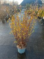 Fargesia (niet woekerende bamboe), Tuin en Terras, Ophalen, Bloeit niet, Overige soorten, Halfschaduw