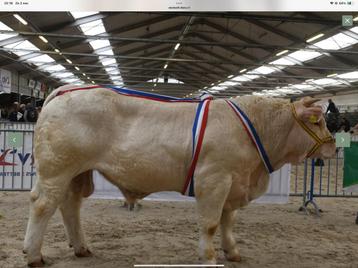 Charolais stamboek dekstier ( topafstamming) beschikbaar voor biedingen