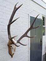 EDELHERT GEWEI ongelijke 10-ender met echte schedel (ref. i), Ophalen, Gebruikt, Hert, Gewei of Kop