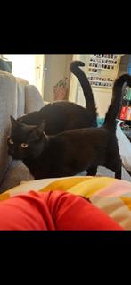 Katje zoekt met spoed huisje., Kater, Kortharig, 3 tot 5 jaar