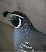 Kuif kwartel man, Dieren en Toebehoren, Vogels | Overige Vogels, Mannelijk, Tropenvogel