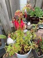 Fuchsia vaste tuin plant met pot €10, Ophalen