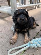 Cockapoo pups NOG MAAR 1 BESCHIKBAAR, Dieren en Toebehoren, CDV (hondenziekte), 8 tot 15 weken, Meerdere, Meerdere dieren