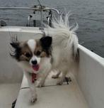 Chihuahua/vlinder hondje - Zeer schattig en gevoelig beestje, Dieren en Toebehoren, Teef, Eén hond, Chihuahua, 3 tot 5 jaar