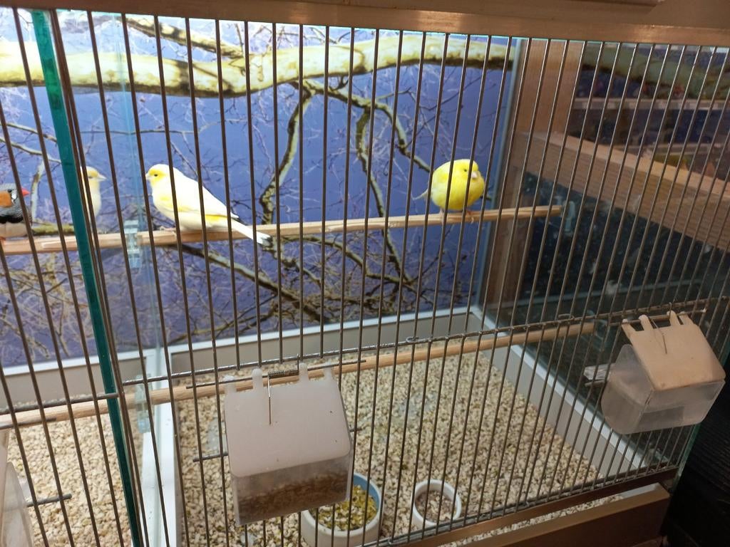 Mooie kanarie mannen en poppen, Dieren en Toebehoren, Vogels | Kanaries, Kleurkanarie, Meerdere dieren