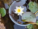 Witte of rose waterlelie jonge stek in pot, Tuin en Terras, Vijvers, Ophalen, Zo goed als nieuw