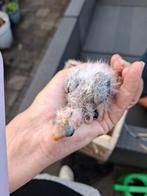 Prachtrossela s te koop, Dieren en Toebehoren, Meerdere dieren, Parkiet, Geringd
