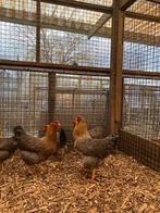 Bielefelder Groot | Kippen | Passend advies, Dieren en Toebehoren, Pluimvee, Meerdere dieren, Kip