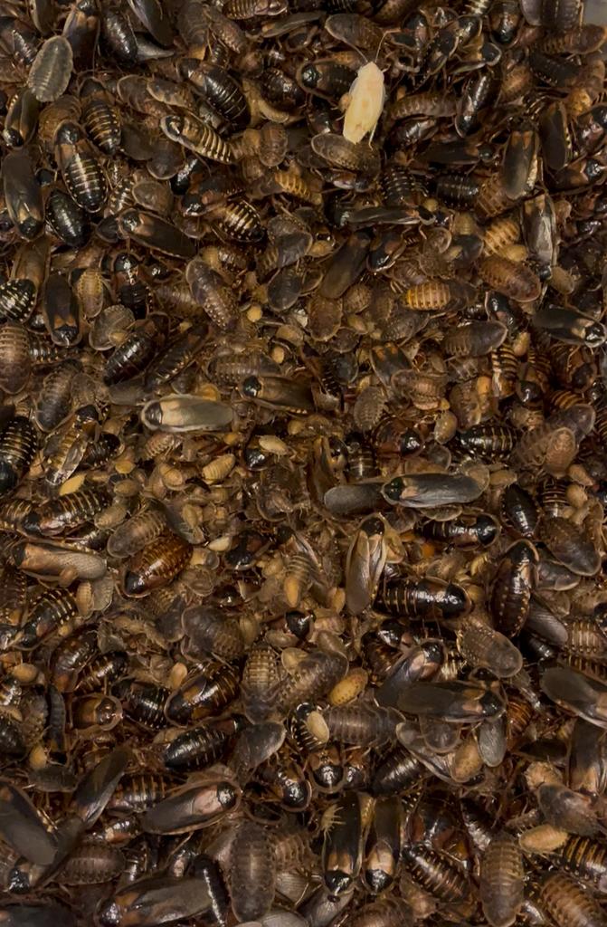 Blaptica dubia - voedzame insecten in kleine formaten, Dieren en Toebehoren, Insecten en Spinnen, Overige soorten