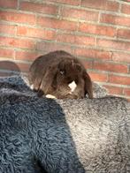 Super lief gecastreerd rammetje te koop, Mannelijk, Dwerg