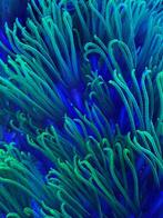 Zeeaquarium, Ophalen, Gebruikt, Gevuld zeewateraquarium