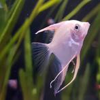 Pterophyllum scalare, Dieren en Toebehoren, Vissen | Aquariumvissen