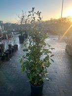 Photinia 'Red Robin' - Glansmispel, Tuin en Terras, Planten | Bomen, Overige soorten, Lente, 100 tot 250 cm, Ophalen