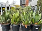 Agaves in verschillende soorten, Tuin en Terras, Planten | Tuinplanten, Ophalen of Verzenden