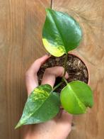 Monstera deliciosa variegata plant aurea yellow lemon mint, Huis en Inrichting, Ophalen of Verzenden, Halfschaduw, Minder dan 100 cm