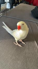 Witte halsbandparkiet met kooi, Dieren en Toebehoren, Vogels | Parkieten en Papegaaien, Mannelijk, Parkiet