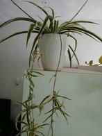 Stekjes van mijn graslelie., Ophalen, Halfschaduw, Minder dan 100 cm