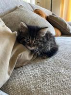 Europese korthaar (x maine cone/noorse bergkat), Dieren en Toebehoren, Katten en Kittens | Raskatten | Korthaar, Kater