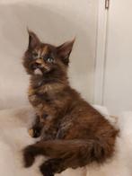 Russische Maine Coon Kittens, Meerdere dieren, Met stamboom, 0 tot 2 jaar