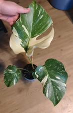 Monstera Thai constellation, Ophalen, Overige soorten, Minder dan 100 cm