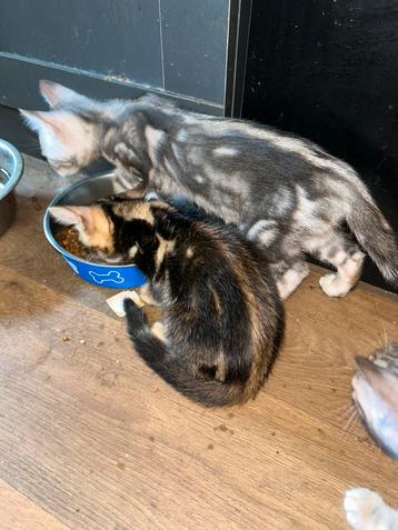 LAATSTE 3 BENGAAL MARBLE KITTENS beschikbaar voor biedingen