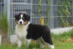 Australische herder pups, België, 8 tot 15 weken, Meerdere, Meerdere dieren