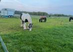 1 stal beschikbaar / Kropswolde omg Hoogezand : € 170,00, Weidegang